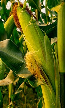 Milho aumenta a produtividade
