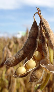 Produtividade extra na soja Monsoy