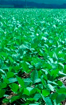 Produtividade de soja aumenta