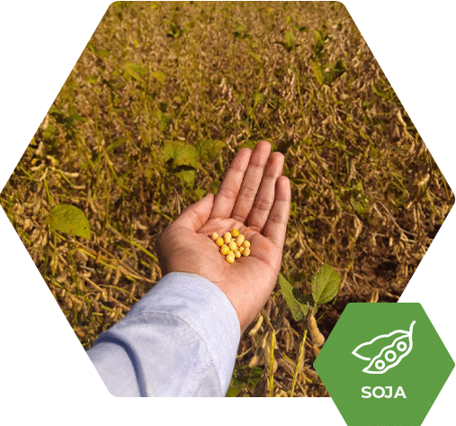 Soja FT6410 tem ganho de produtividade de 19,3 sc/ha