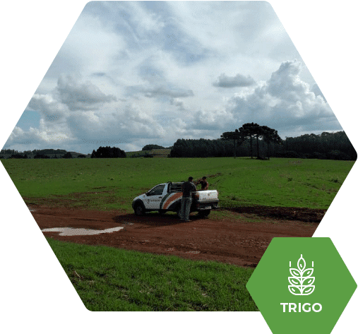 Aumento de 12,1 sacas por alqueire no trigo Tbio Sonic