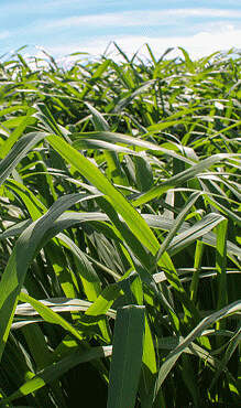 Fertimacro proporciona aumento